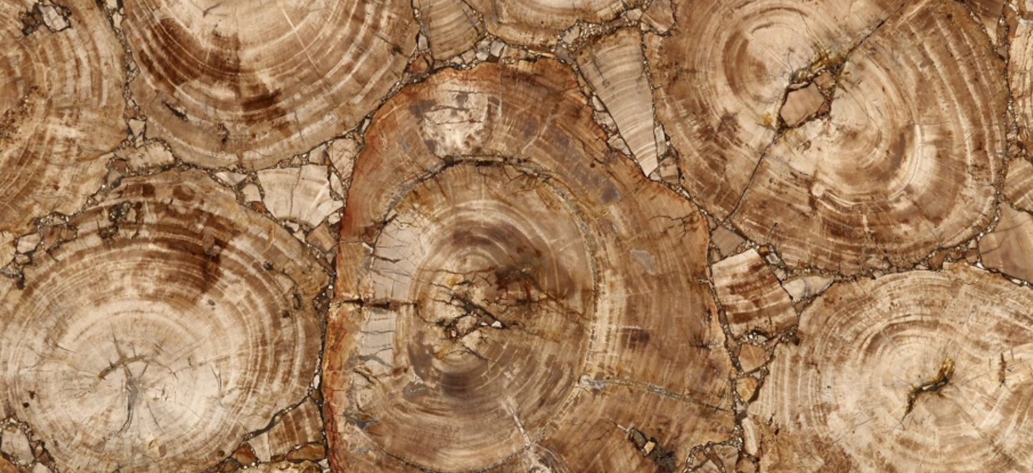 PETRIFIED WOOD banner